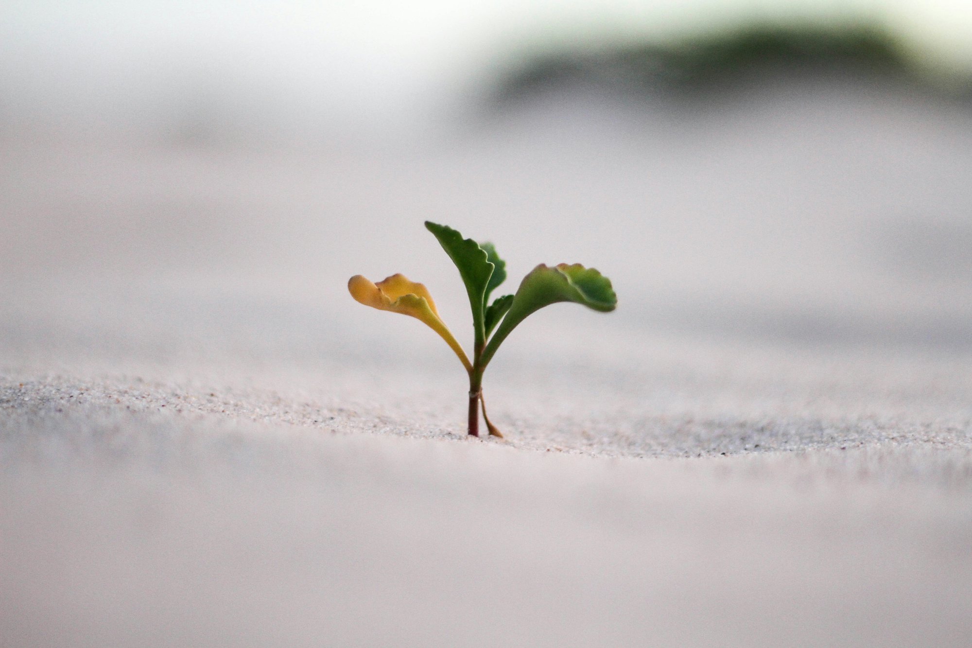Yellow and green sprout Yellow and green sprout